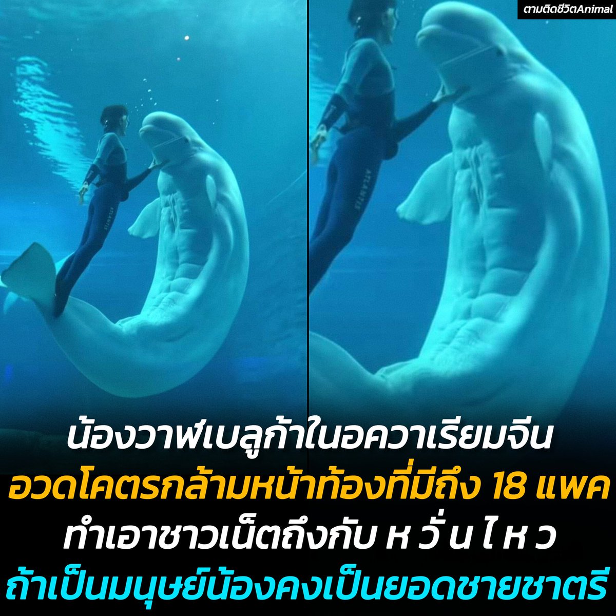 น้องวาฬเบลูก้าในอควาเรียมทำเอานักท่องเที่ยวตะลึง!!! หลังทำการแสดงแล้วเผลออวดกล้ามหน้าท้องที่มีถึง 18 แพค โดยไม่ได้ตั้งใจ จนความ ห วั่ น ไ ห ว ก่อเกิดในใจฉัน ชาวเน็ตบอกว่าหากน้องเป็นมนุษย์น้องคงจะเป็นยอดชายชาตรี (มีคลิปสั้นๆ ของน้อง)😳🤭😂
น้องเบลูก้า : ขอโทษนะครับ