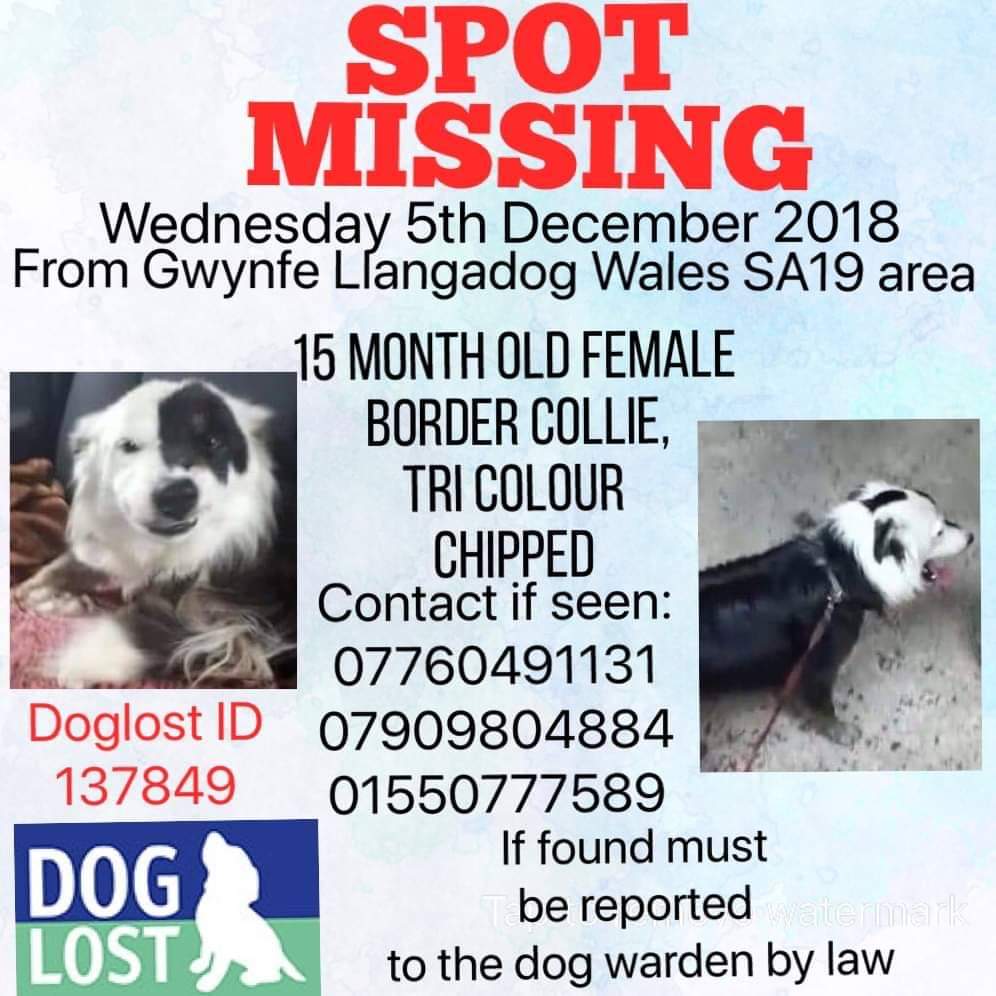 MissingPetsGB's tweet photo. 6 years ago today SPOT was lost while in training in #Gwynfe #Llangadog #WALES #SA19
Spot is still #missing
She was 15 months old #BorderCollie FULL BLACK BODY/TINY bits of tan on legs/LOOK AT THE BLACK SPOT OVER HER LEFT EYE #FindSpot https://t.co/u7TQE3wwBA