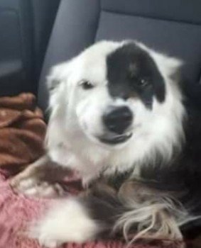 MissingPetsGB's tweet photo. 6 years ago today SPOT was lost while in training in #Gwynfe #Llangadog #WALES #SA19
Spot is still #missing
She was 15 months old #BorderCollie FULL BLACK BODY/TINY bits of tan on legs/LOOK AT THE BLACK SPOT OVER HER LEFT EYE #FindSpot https://t.co/u7TQE3wwBA