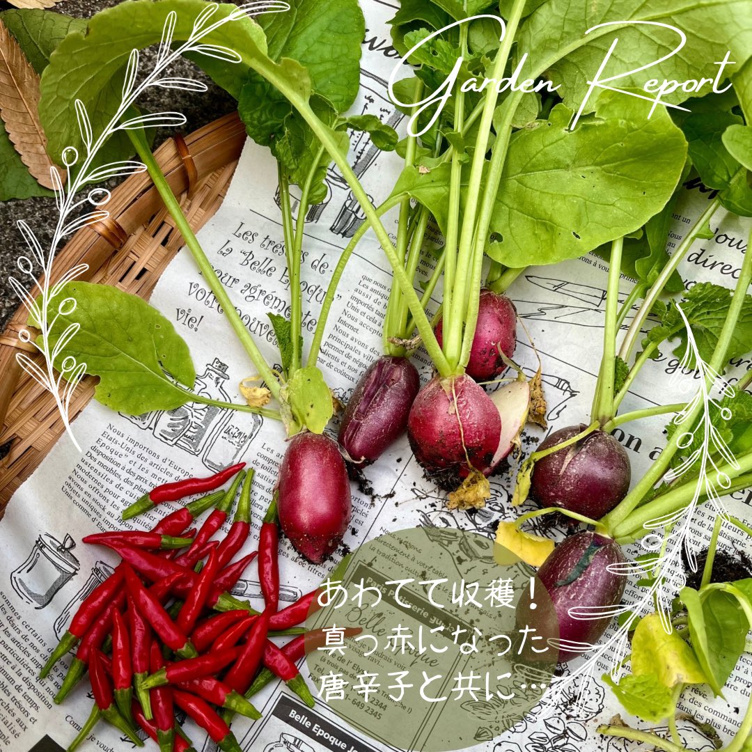 h_ffl1's tweet photo. #有機栽培野菜　#エコロジカルハーバリズム
10月中旬種まき、3〜4回間引きして食したあと放ったらかしにしてたら、いつの間にか盛り盛りに😮
よく見ると、二十日大根、黒丸大根などぷっくり、中にははち切れ割れてる💦
夏前から育てている唐辛子も赤く色付いています。
ぼちぼち収穫していきます。 https://t.co/ZGMxqfAlUn