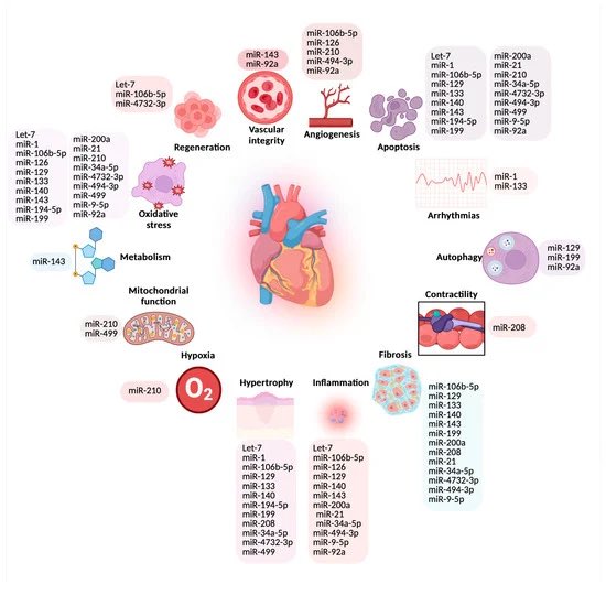Transforming Cardiotoxicity Detection in Cancer Therapies: The Promise of MicroRNAs as Precision Biomarkers mdpi.com/3029684 #mdpiijms vía <a href="/IJMS_MDPI/">IJMS MDPI</a>