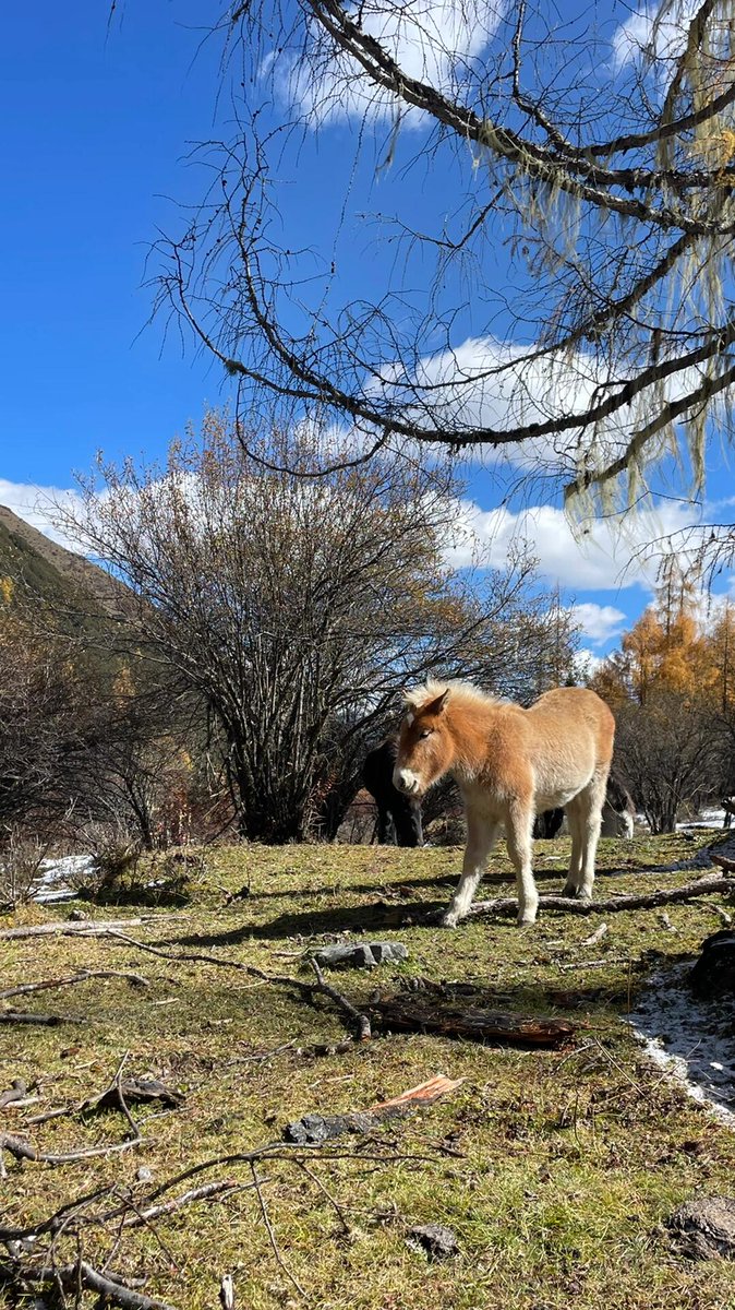 🐴小馬が軽やかに歩いている。毛は天鵝絨のように柔らかく、目には無邪気な光が輝いている #ポニー