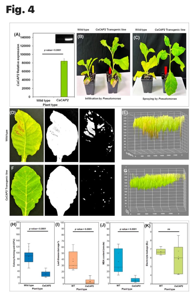 Lamiaa M. Mahmoud, PhDππ§ͺπ§¬π (@joyinscience20) on Twitter photo Glad to share our latest study on finger lime's remarkable resistance to Huanglongbing (HLB) disease! <a href="/fruitscanbefun/">Manjul Dutt π§¬π</a> <a href="/Killiny_Nabil/">Nabil Killiny</a>
nature.com/articles/s4159β¦ Glad to share our latest study on finger lime's remarkable resistance to Huanglongbing (HLB) disease! <a href="/fruitscanbefun/">Manjul Dutt π§¬π</a> <a href="/Killiny_Nabil/">Nabil Killiny</a>
nature.com/articles/s4159β¦