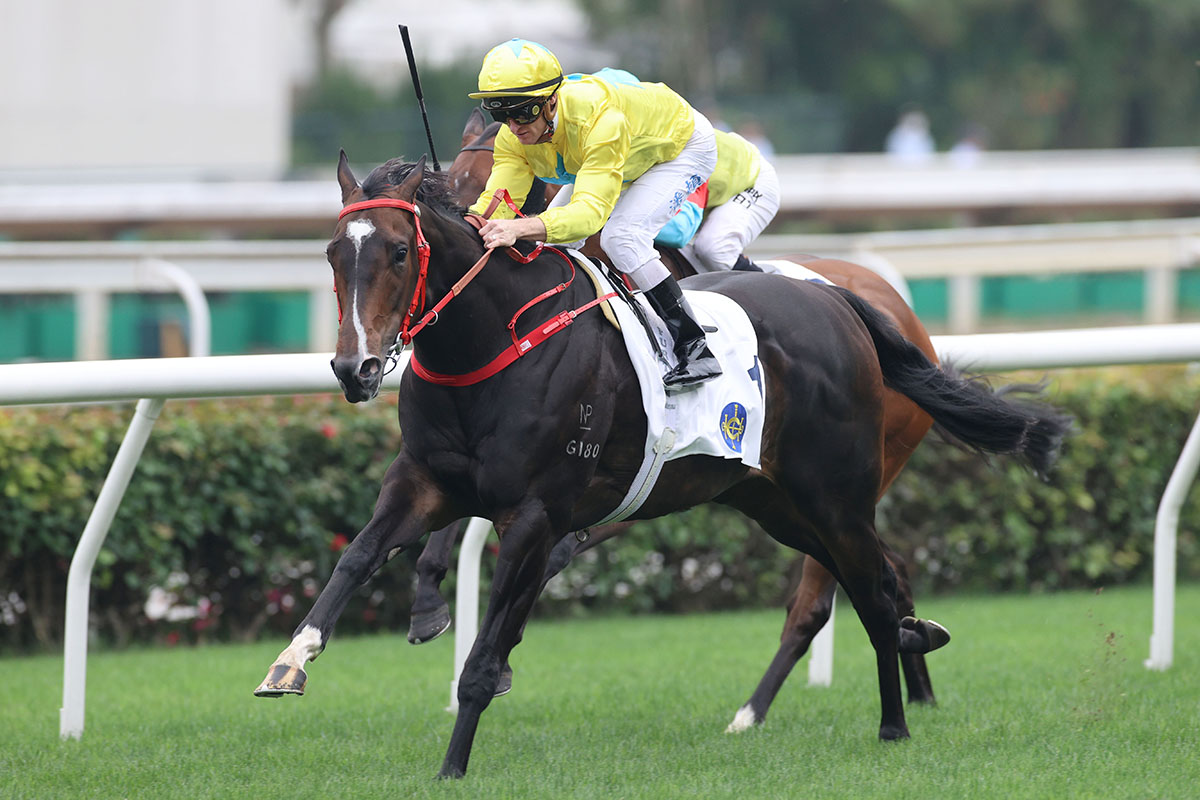 KarakaChat's tweet photo. Karaka 2025 Catalogues Stacked with World-Class Bloodlines🌍
From Hong Kong’s stunning speedster #KaYingRising (NZ) (Shamexpress) to a long line of Australian stars including cover girl #Atishu (NZ) (Savabeel), New Zealand is a world-renowned source of exceptional thoroughbred talent. The catalogues for Karaka 2025 are crammed with well-credentialled candidates to add to that reputation.✨
Both Book 1 and Book 2 are stacked with the quality bloodlines that have made New Zealand famous. Book 1 promises to deliver countless highlights across its three days, with 102 siblings to stakes winners including 22 G1 winners. There are also 89 sons and daughters of stakes-winning mares, 11 of them G1 winners.
An early drawcard with a Hong Kong Group One connection is Lot 93, a colt by Sweynesse out of #MadonnaMia (NZ) (Red Clubs). He is a full-brother to Hong Kong superstar #LuckySweynesse (NZ) (Sweynesse) and will be offered under the @Kilgravin Lodge banner.
Lot 345 is a full-sister to New Zealand’s champion three-year-old of last season, #Orchestral (NZ) (Savabeel). The blue-blooded filly will be offered by @HaunuiFarm.
While a full-sister (Lot 564) to star mare #Prowess (NZ) (Proisir) will be offered by renowned vendors @hallmarkstud.
Lot 493 is sure to command plenty of attention. The @WaikatoStud colt is by young sire #Noverre (NZ) out of the two-time New Zealand Horse of the Year #Bonneval (NZ) (Makfi). This is the first time one of her progeny has been offered at auction.
Read more highlights here 👉📰: https://t.co/ZiD3tx6caQ
