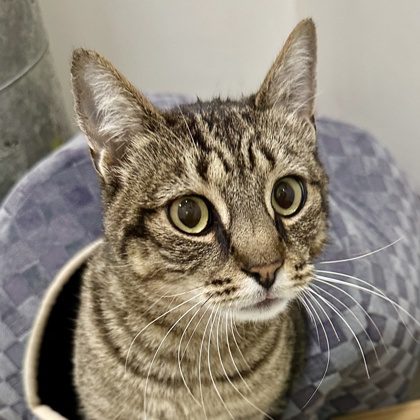 sfspca's tweet photo. Pascal came back to us just a few days ago with an open fracture on his hind leg. Thanks to a successful surgery by our Shelter Medicine team, he's recovering and getting used to life as a tripod! 🐾 #SFSPCAprograms https://t.co/kBPhQ9togd