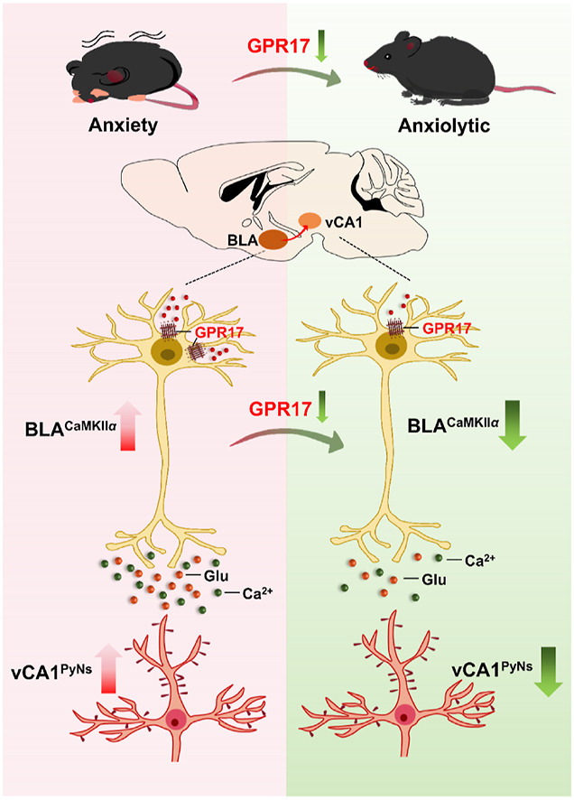 ActaPharmSinB's tweet photo. Article✍️#GPR17 modulates #anxiety-like behaviors via #basolateral #amygdala to ventral hippocampal #CA1 #glutamatergic projection. From Dr. Tang @ChinaPharmaceuticalUniversity; @ELSpharma. 
https://t.co/664X1XOAWP. https://t.co/IO4SdrEgX0