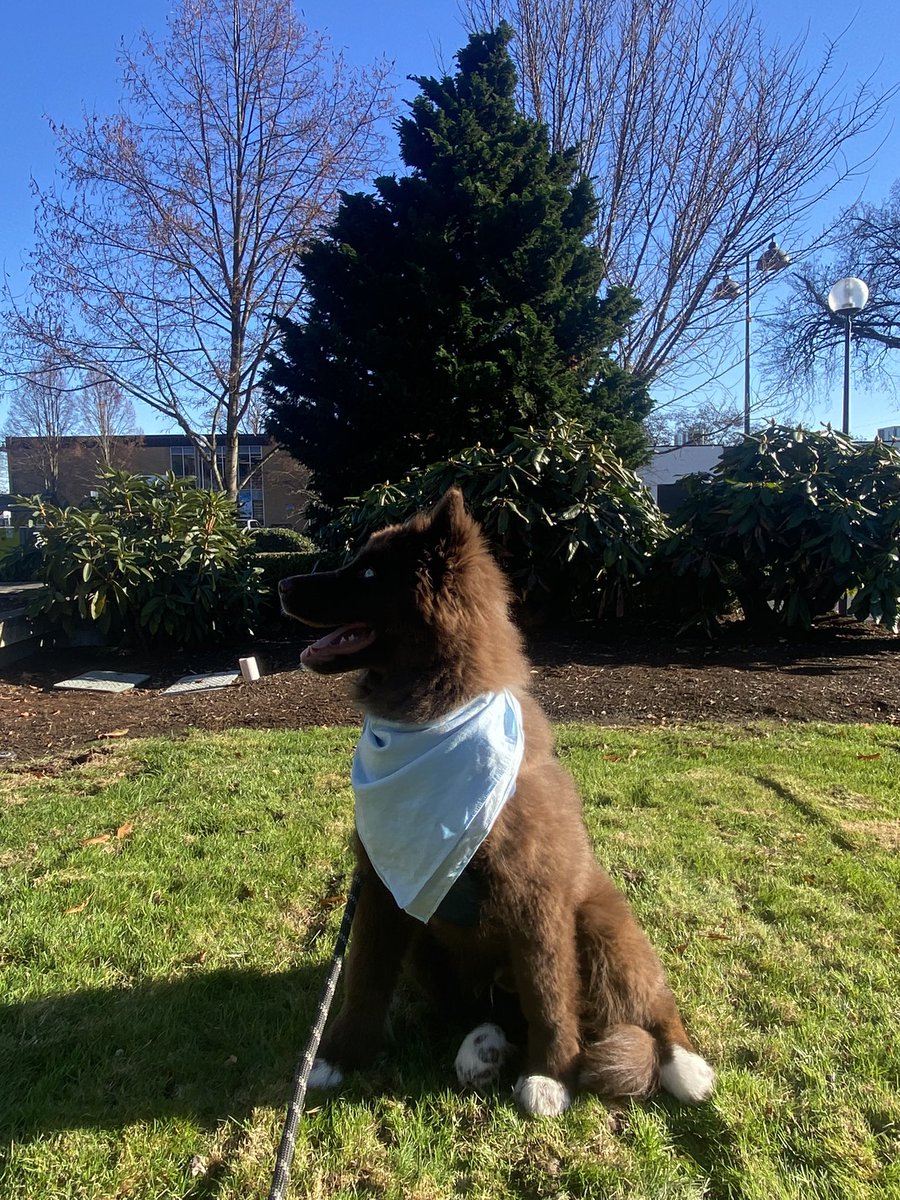 ChocoHIHusky's tweet photo. I love him, he’s ruining my life

#husky #huskypuppy #brownhusky #chocolatehusky #redhusky #puppy #puppylove #puppygram #puppylife #puppyoftheday #dog #dogsofinstagram #portland #oregon https://t.co/rPpEuRzBn9
