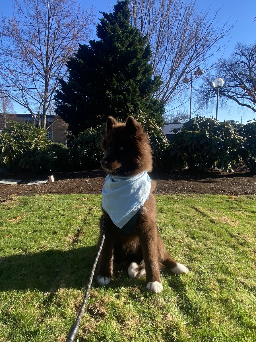 ChocoHIHusky's tweet photo. I love him, he’s ruining my life

#husky #huskypuppy #brownhusky #chocolatehusky #redhusky #puppy #puppylove #puppygram #puppylife #puppyoftheday #dog #dogsofinstagram #portland #oregon https://t.co/rPpEuRzBn9