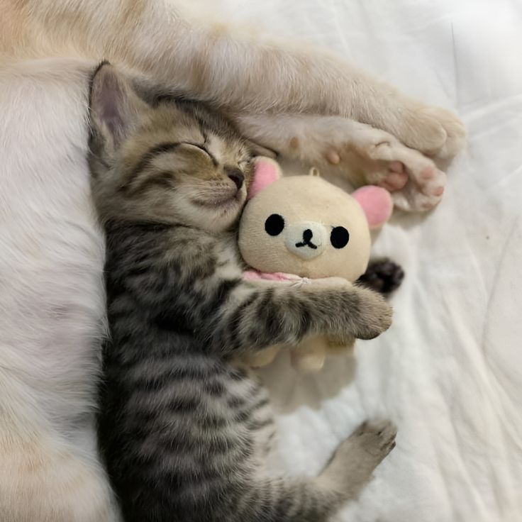 smallcutekitten's tweet photo. https://t.co/BtN00y8AF9