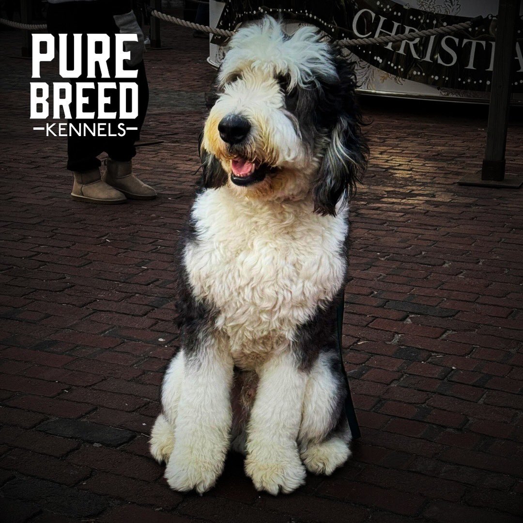 purebreed242's tweet photo. 🐶🐾🐾  #purebreedkennels https://t.co/LaN1vXk5wx