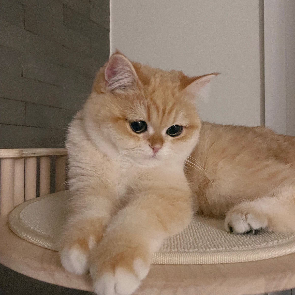 smallcutekitten's tweet photo. https://t.co/3fsQ0ND5Qy