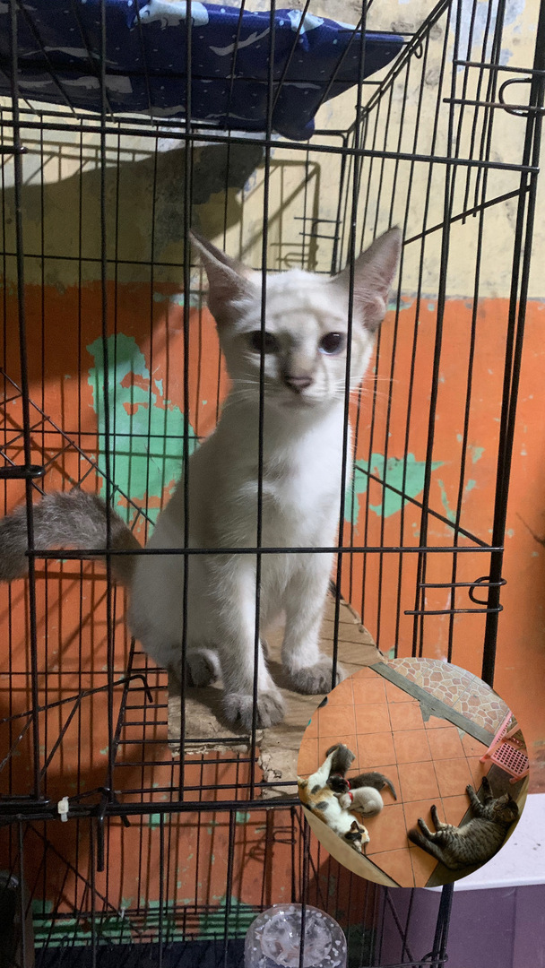 petsfess's tweet photo. pets! mau tanya dong kalau ini kucing ras apa ya? aku dari kemaren kepikiran banget soalnya dia beda dari adek2nya, kalau ada yang tau tolong bantu aku ya (yang difoto itu foto emak sama bapaknya)
terimakasih 🙏🏻 https://t.co/jd5nghb0Ix