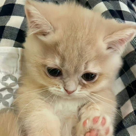 smallcutekitten's tweet photo. https://t.co/hdNLO2jvJF