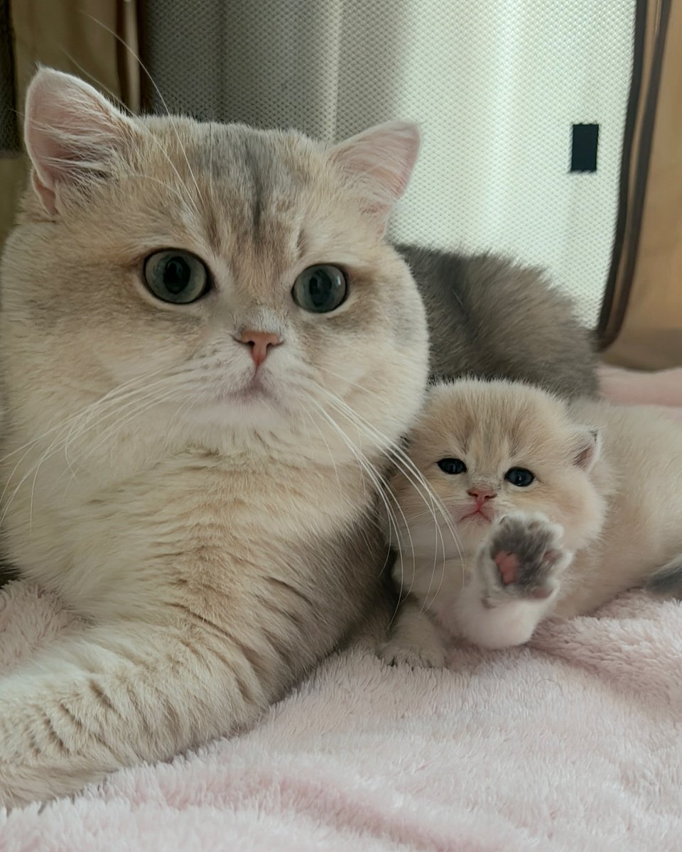 smallcutekitten's tweet photo. https://t.co/hya7E56ASG