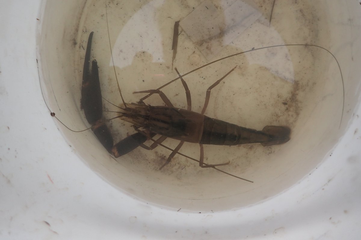 Valentin de Mazancourt tweet media