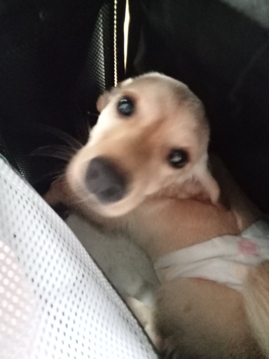 guys, may new member of the family po tayo hehe pls give warm welcome to gyugyu!! 💗