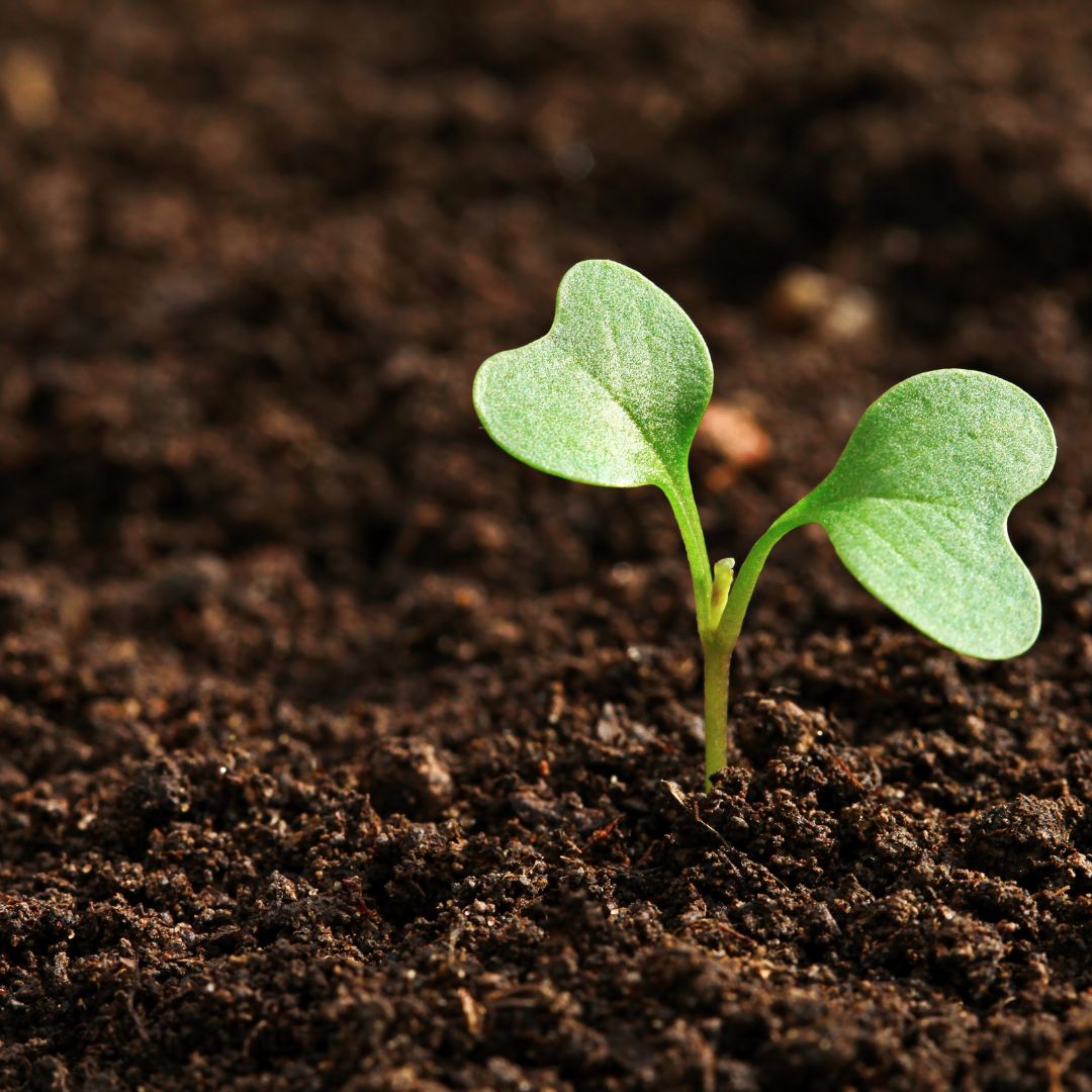 PyroAg's tweet photo. #WorldSoilDay 2024: Caring for Soils to Secure Our Future

We’re proud to contribute to this mission with our innovative solutions wood vinegar and biochar, which enhance soil health, support microbial diversity, &amp; promote sustainable farming practices. 🌾 https://t.co/I7KB1EXIuK