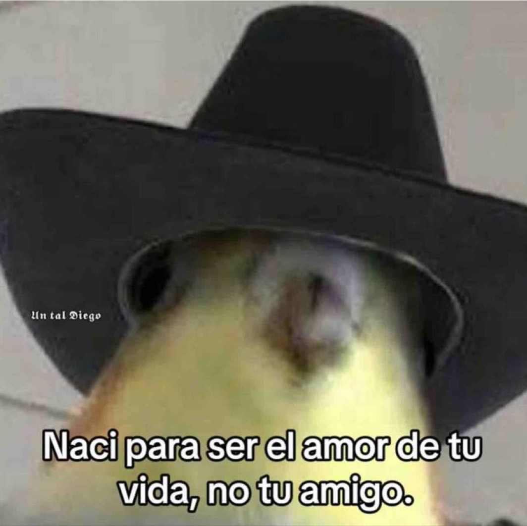 El Guarromántico tweet media