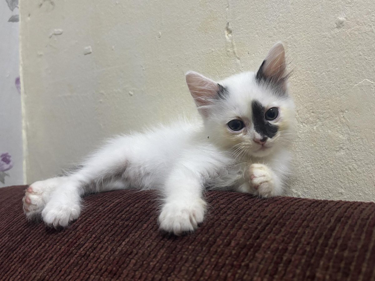 cats_rehome's tweet photo. 📌SELAYANG BARU

sy adopt kucing mengandung dekat tepi jalan, skrg dah beranak 5 ekor, umur 2 bulan, makan dry food, pandai berak dkat pasir.
sesiapa yang nak adopt anak kucing boleh contact 0122024493, location Selayang Baru, Area Klang Valley saya boleh hantar secara percuma https://t.co/rQWzwvN1Hj