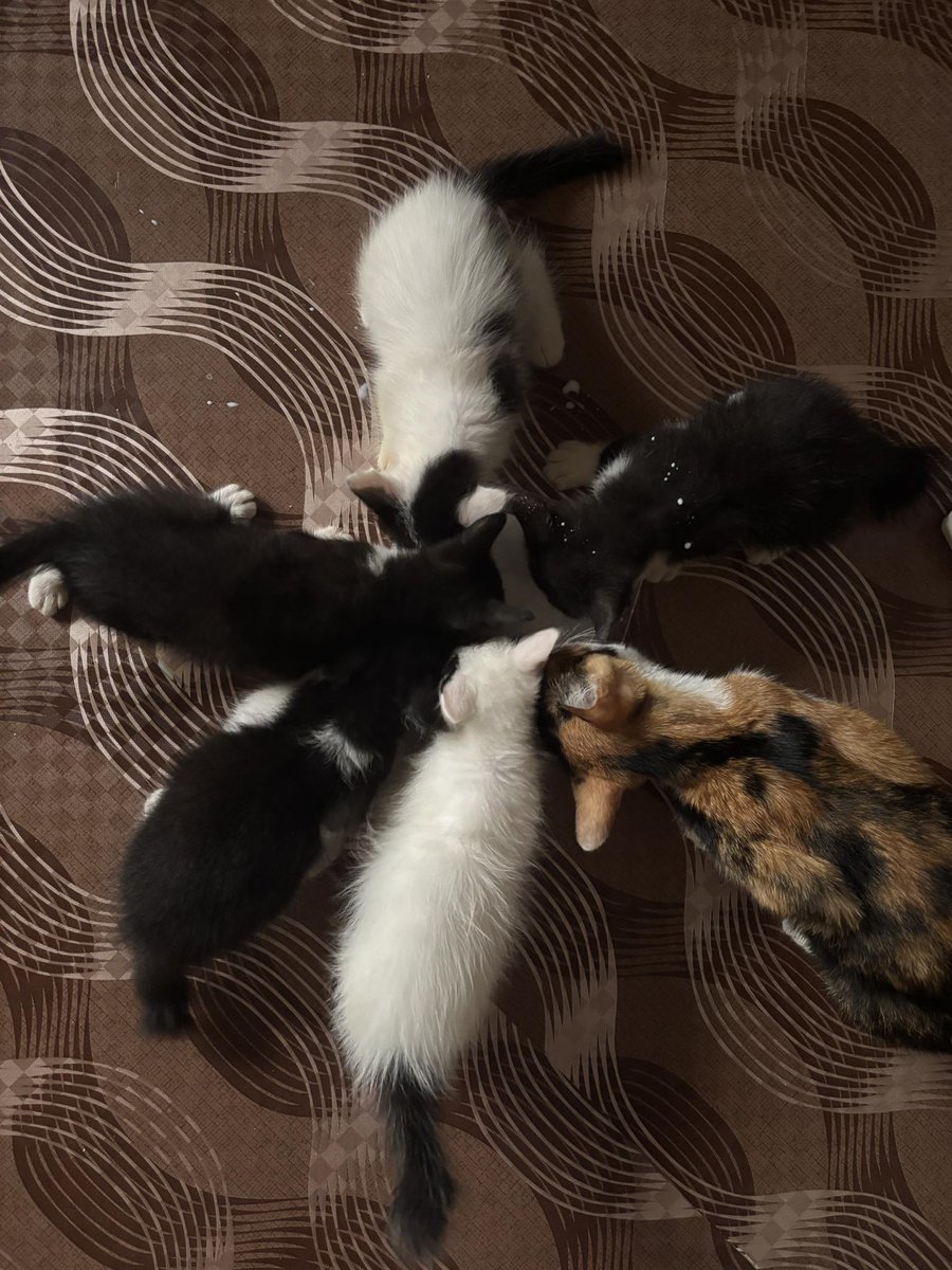 cats_rehome's tweet photo. 📌SELAYANG BARU

sy adopt kucing mengandung dekat tepi jalan, skrg dah beranak 5 ekor, umur 2 bulan, makan dry food, pandai berak dkat pasir.
sesiapa yang nak adopt anak kucing boleh contact 0122024493, location Selayang Baru, Area Klang Valley saya boleh hantar secara percuma https://t.co/rQWzwvN1Hj