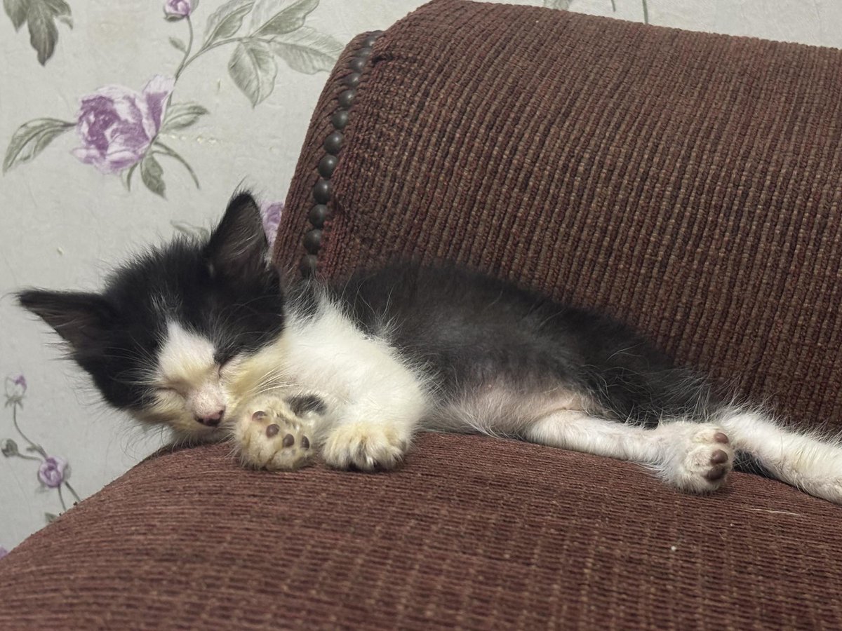 cats_rehome's tweet photo. 📌SELAYANG BARU

sy adopt kucing mengandung dekat tepi jalan, skrg dah beranak 5 ekor, umur 2 bulan, makan dry food, pandai berak dkat pasir.
sesiapa yang nak adopt anak kucing boleh contact 0122024493, location Selayang Baru, Area Klang Valley saya boleh hantar secara percuma https://t.co/rQWzwvN1Hj