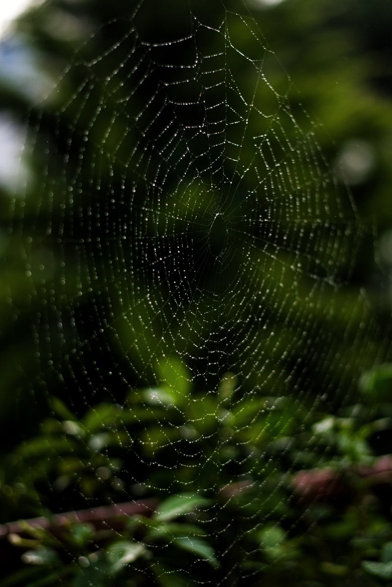 chauchaubhath's tweet photo. Untimely #rains, yes, but they throw up some interesting #perspectives .

#raindrenched #garden https://t.co/170idMjgCg