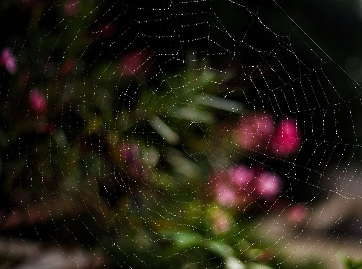 chauchaubhath's tweet photo. Untimely #rains, yes, but they throw up some interesting #perspectives .

#raindrenched #garden https://t.co/170idMjgCg