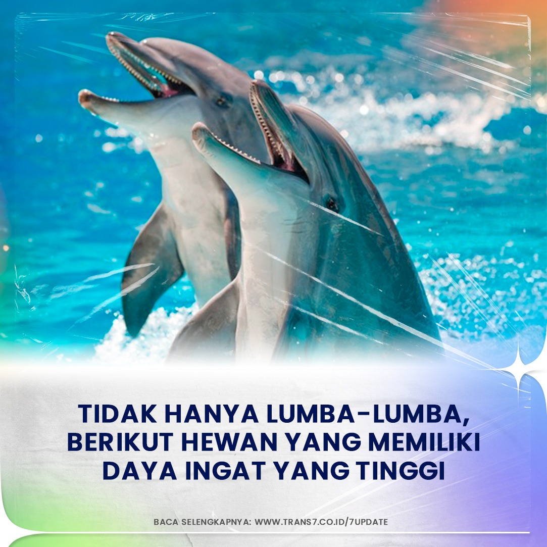trans7club's tweet image. Hmm, Minju kira lumba-lumba saja yang memiliki daya ingat yang tinggi. Ternyata ada hewan lainnya yang Minju baru tau!

Baca selengkapnya dengan klik link bit.ly/3OE8lbg yaa!

#TRANS7Update #Sobat7JadiTau