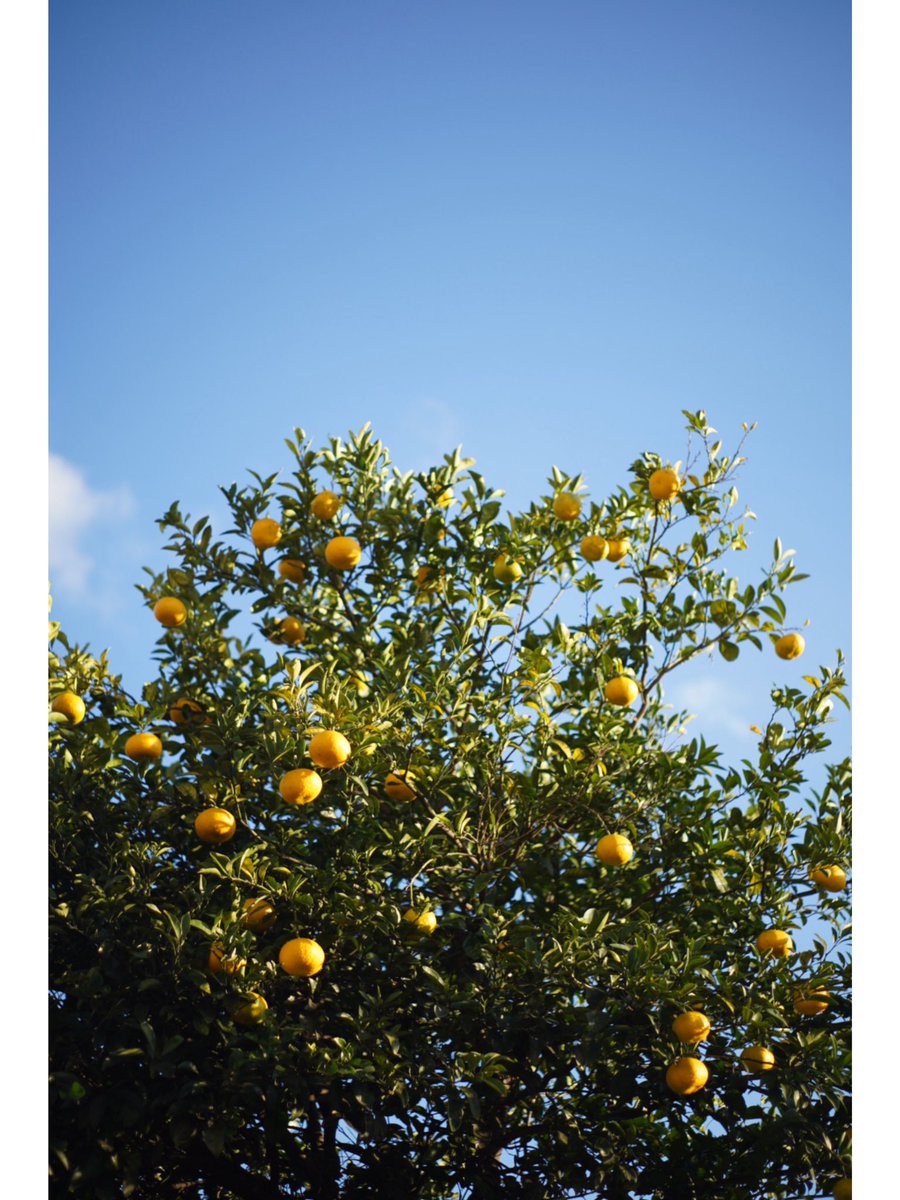 615744__'s tweet photo. #supertakumar 
#50mm https://t.co/MPgLiE3mvB