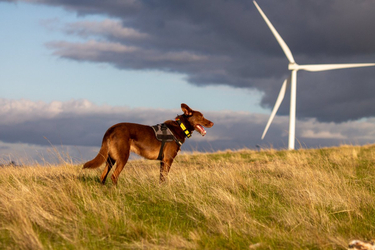 Introducing an #ESAus2024 sponsor: Nature Advisory🌱 They strive to preserve Australia’s unique biodiversity and drive environmentally responsible projects with their team of ecologists, zoologists, botanists, GIS analysts &amp; scent detection dogs.   natureadvisory.com.au