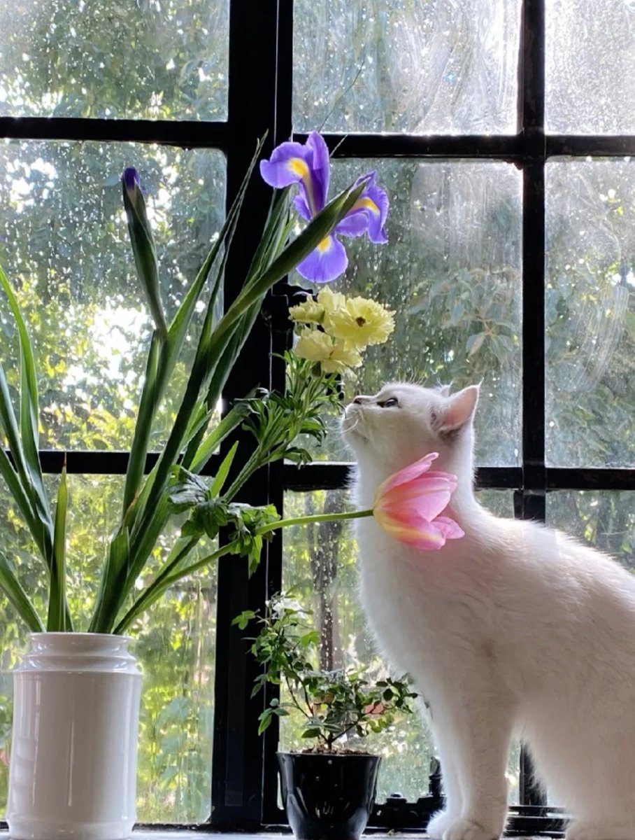 tmszhjh88's tweet image. The white cat fell in love with the flower.