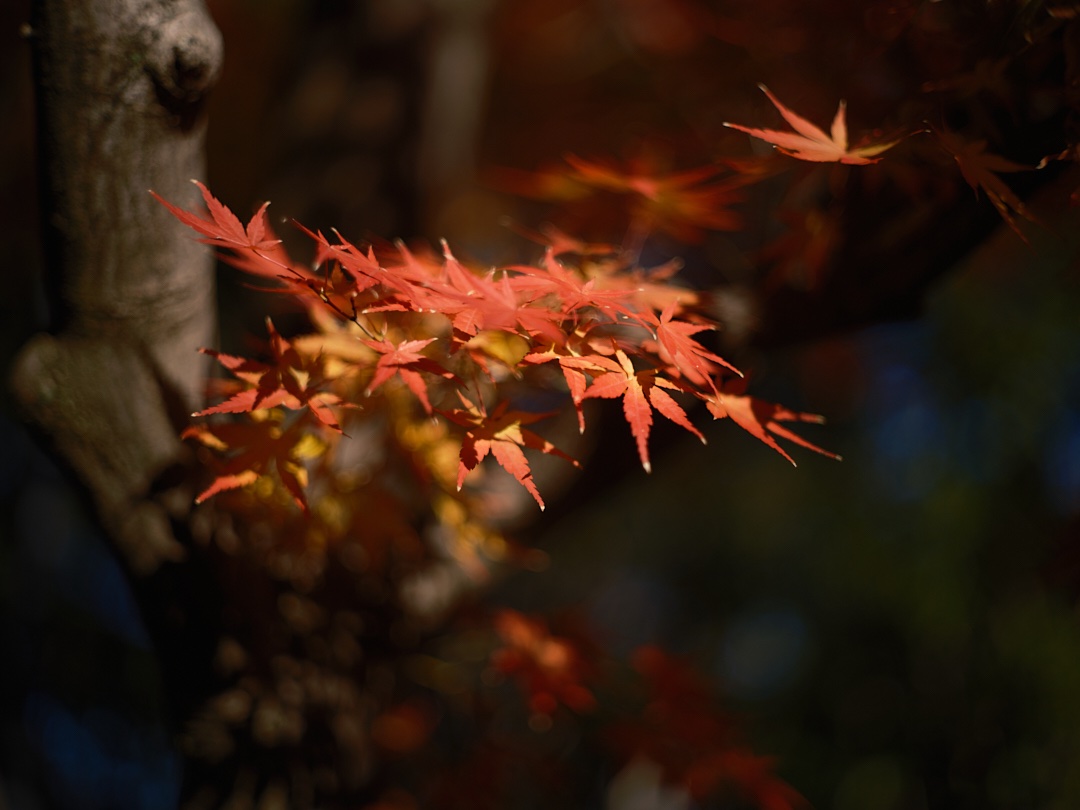 GFX100SⅡ
MINOLTA AUTO ROKKOR-PF 58mm F1.4