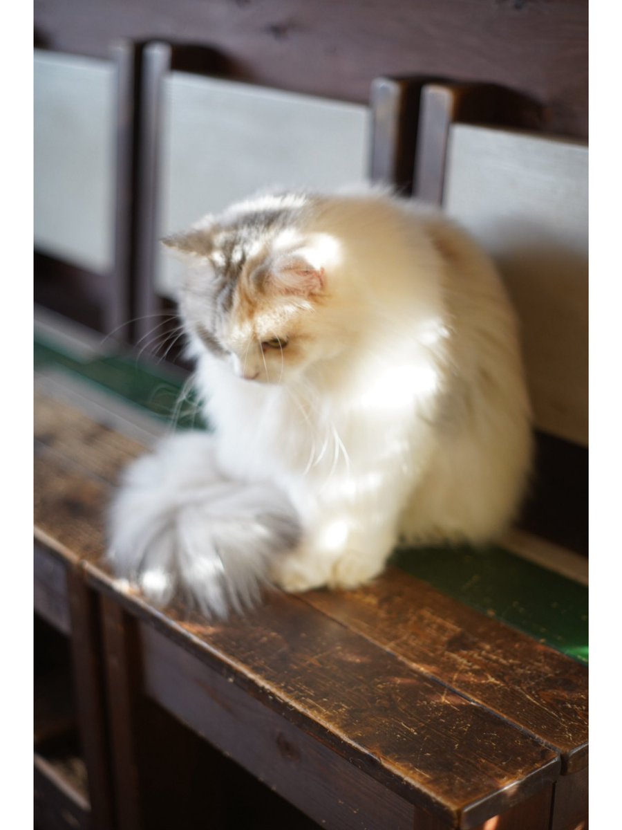 615744__'s tweet photo. #supertakumar 
#50mm 
#オールドレンズ 
#猫 https://t.co/YoO61xvavL