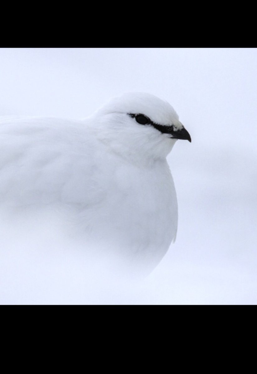 cellswordrin's tweet photo. But, I did unlock this white birb photo in game. Look at it in all its splendor. Ooh, aah. 😍 #gamergirl #games #wordscapes https://t.co/QHRCU585i3