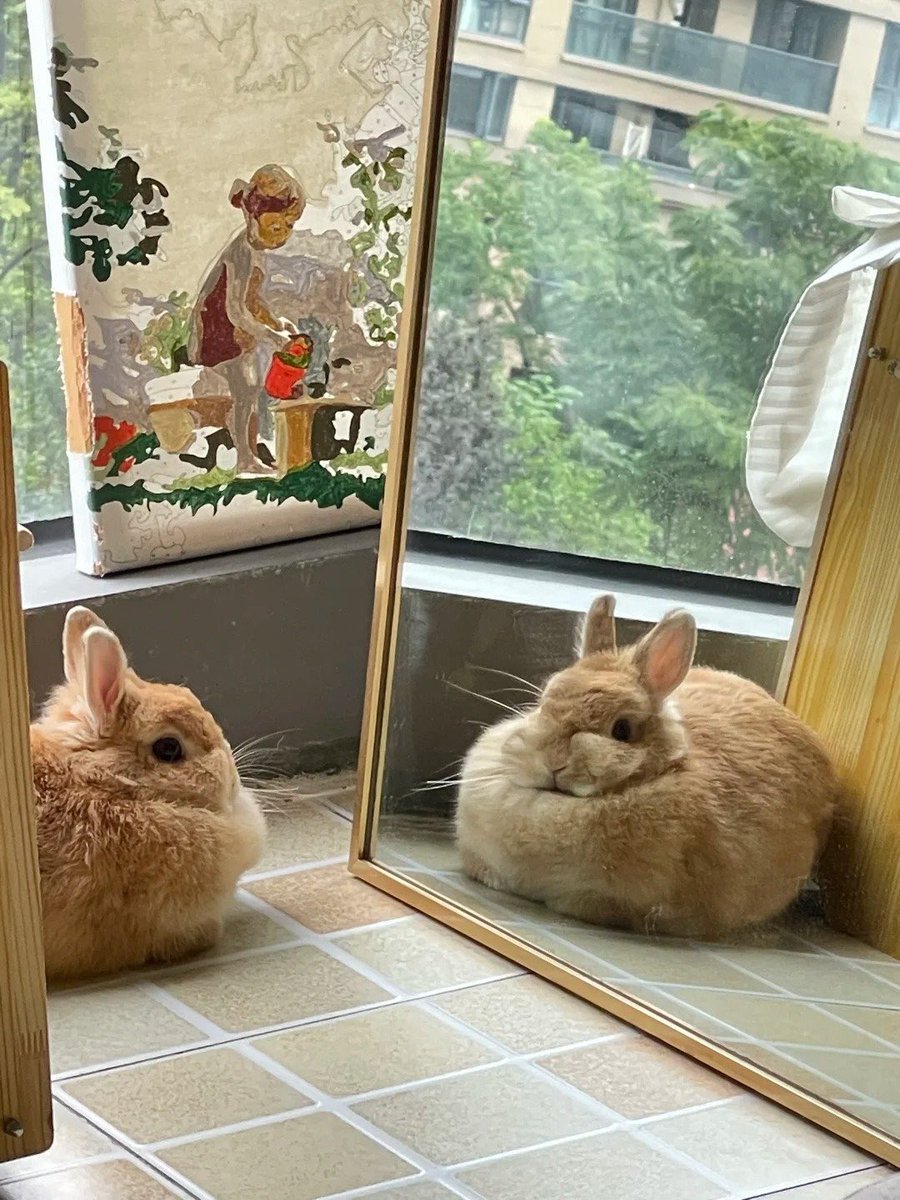 Why you should have a rabbit (@shouldhaverabit) on Twitter photo 