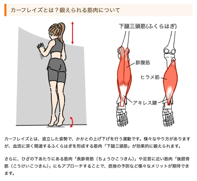 冷え性の人、カーフレイズやって血流改善すれば改善すんでないの?って思うけど、僕はトレーナーでも医者でもないので下手なことが言えない 自重で家で簡単にできるからオススメなんだけど、調べるとみんなスクワット勧めてる あんなダルい運動毎日できるかね…?
https://t.co/kOSoyW8j1Y 