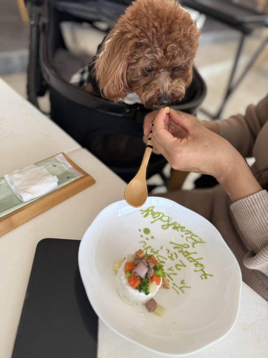 ケーキ美味しくいただきました😊
#誕生日 
#誕生日ケーキ
#プードル
#プードルの居る生活