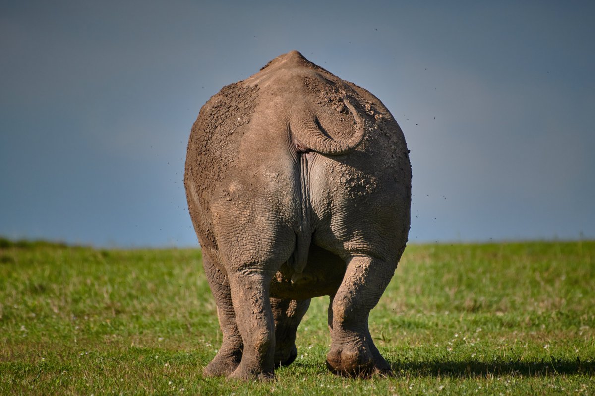 bownaankamal's tweet photo. That’s what we call open challenge 😅 💀| Rhino | Ol Pejata | Kenya
.
.
#traveldestination #olpejataconservancy #visitskenya #bigfivesafari #safarisightings #dreamdestination #rhinos #bownaankamal #travelphotography #gamedrive #badarse #explore #explorepage #jawsafrica #jawswildlife #iamnikon #kenyawildlife