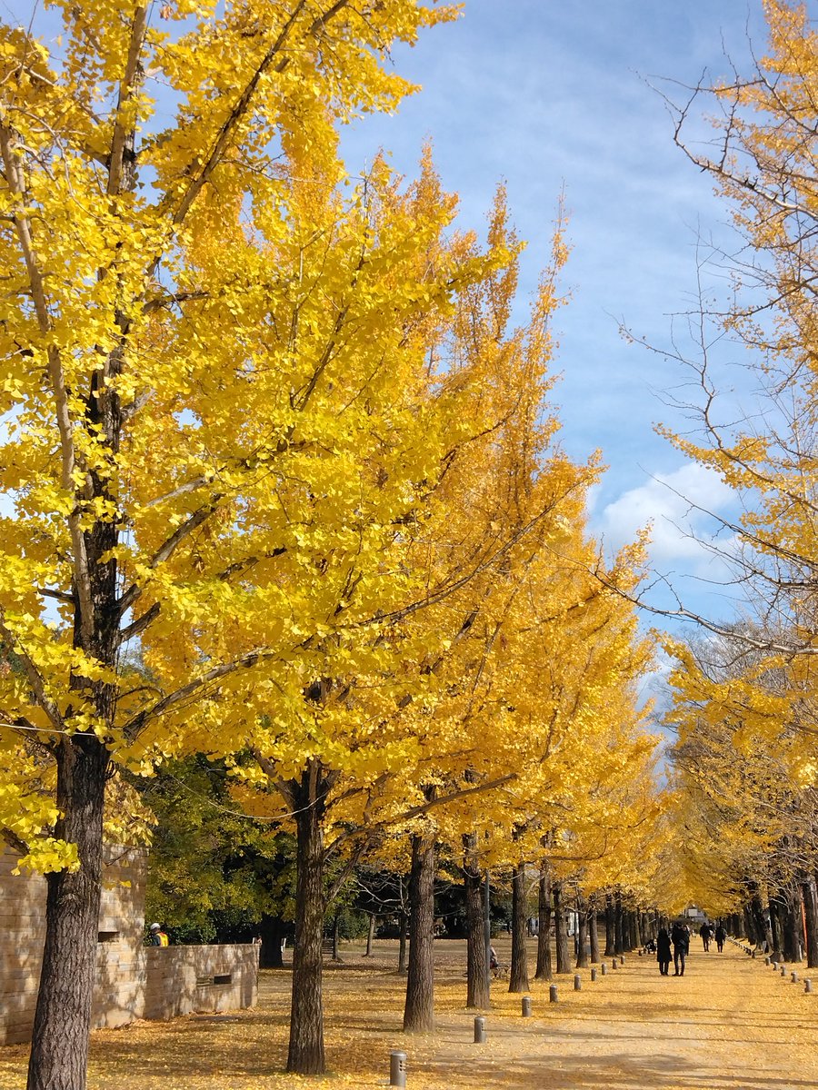 Sto1Xi's tweet photo. 各務原市学びの森　冬ソナストリートのイチョウ並木 https://t.co/RnQJPgYEfw