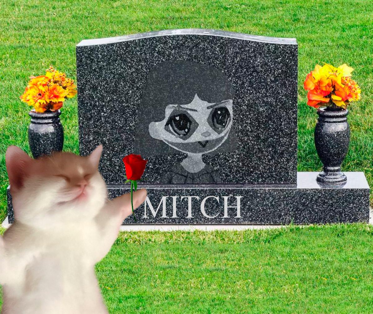 $DED CAT tweet media