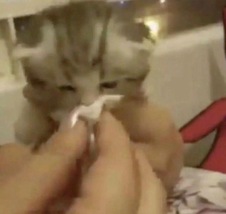 ลุกอ้วนของชั้นโตแค่ไหนก้อยังไม่พ้นมือแม่ 😿