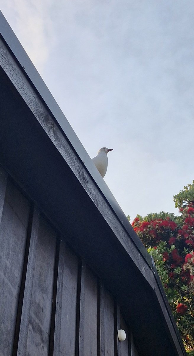 notrosethorne's tweet photo. Ever get the feeling you're being watched? https://t.co/G5aPT4DLNU