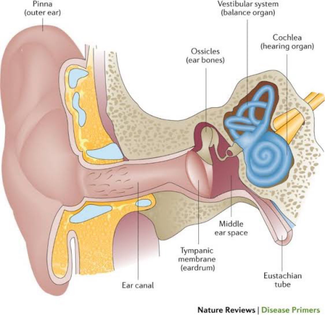 EAR INFECTIONS Ear infections can be a real pain, literally! But the ...