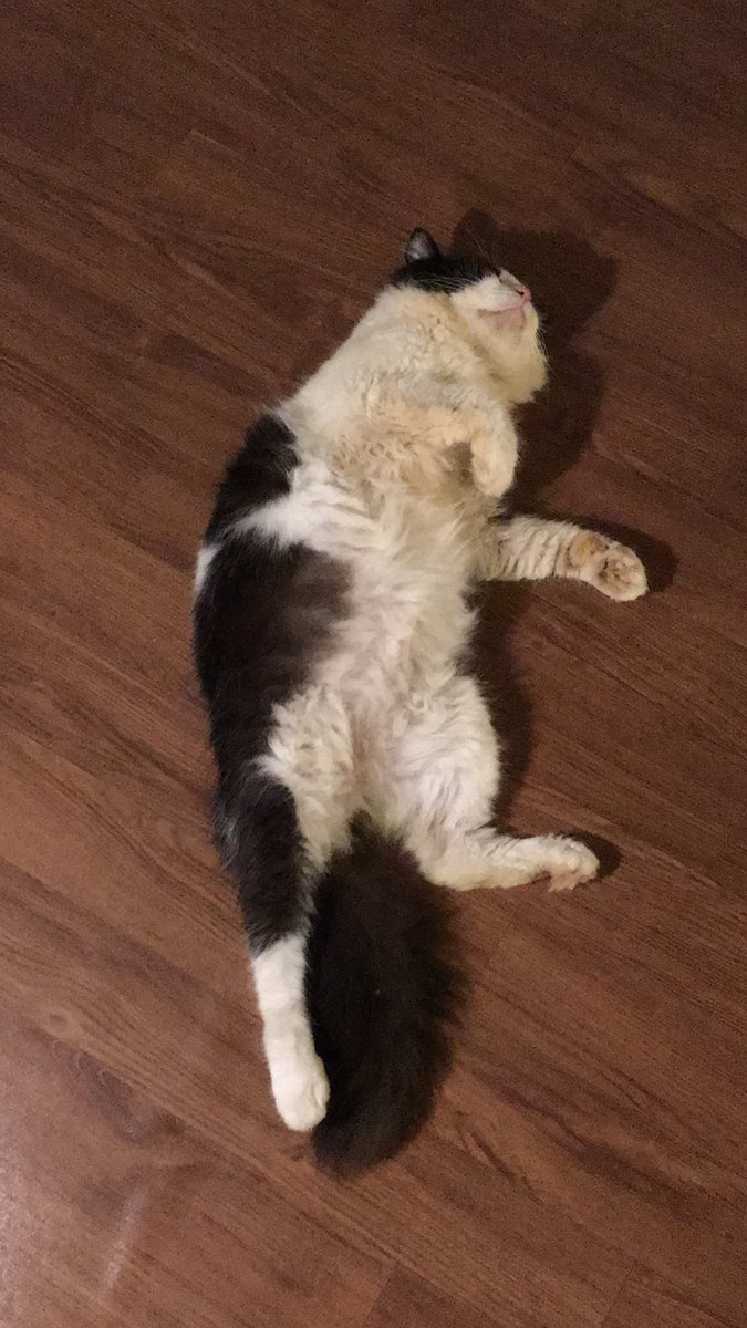 Anggieputri6's tweet photo. @kochengfs nama kucingku beneran sapi😼 https://t.co/2zeohcWDn1