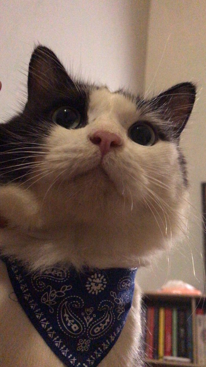 Anggieputri6's tweet photo. @kochengfs nama kucingku beneran sapi😼 https://t.co/2zeohcWDn1