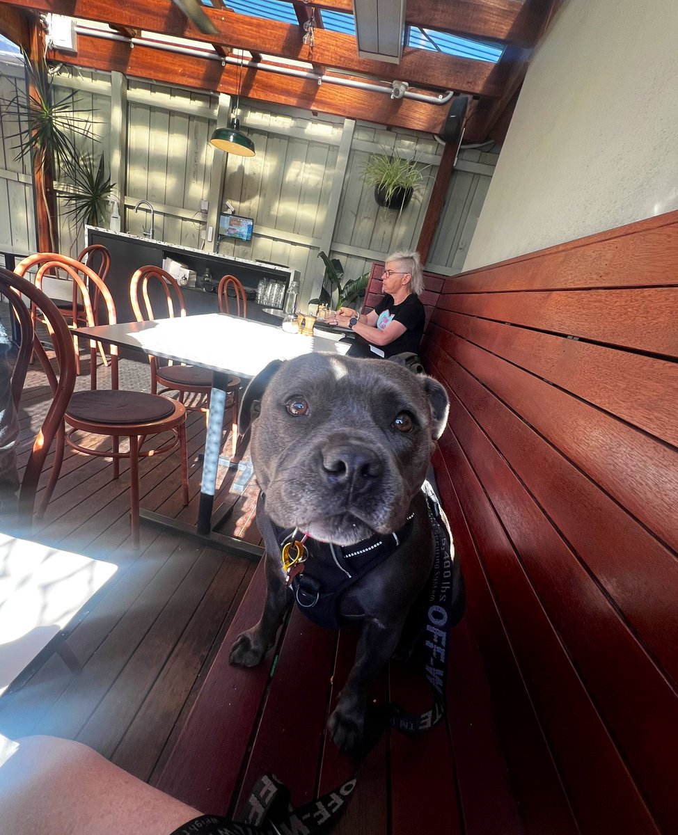 Cafés the welcome dogs are the best!