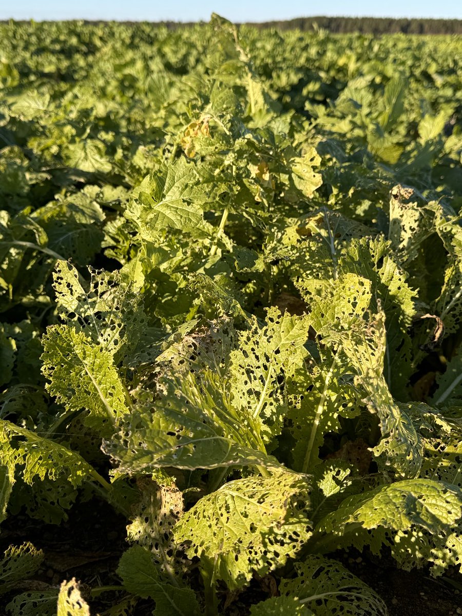 Cover crop damage (turnips). Spotty in field and from field edge. Likely flea beetle damage or possibly cabbage worms? I am not sure myselfand am open to educated suggestions from the pool 🧐 #Insects #CoverCrops