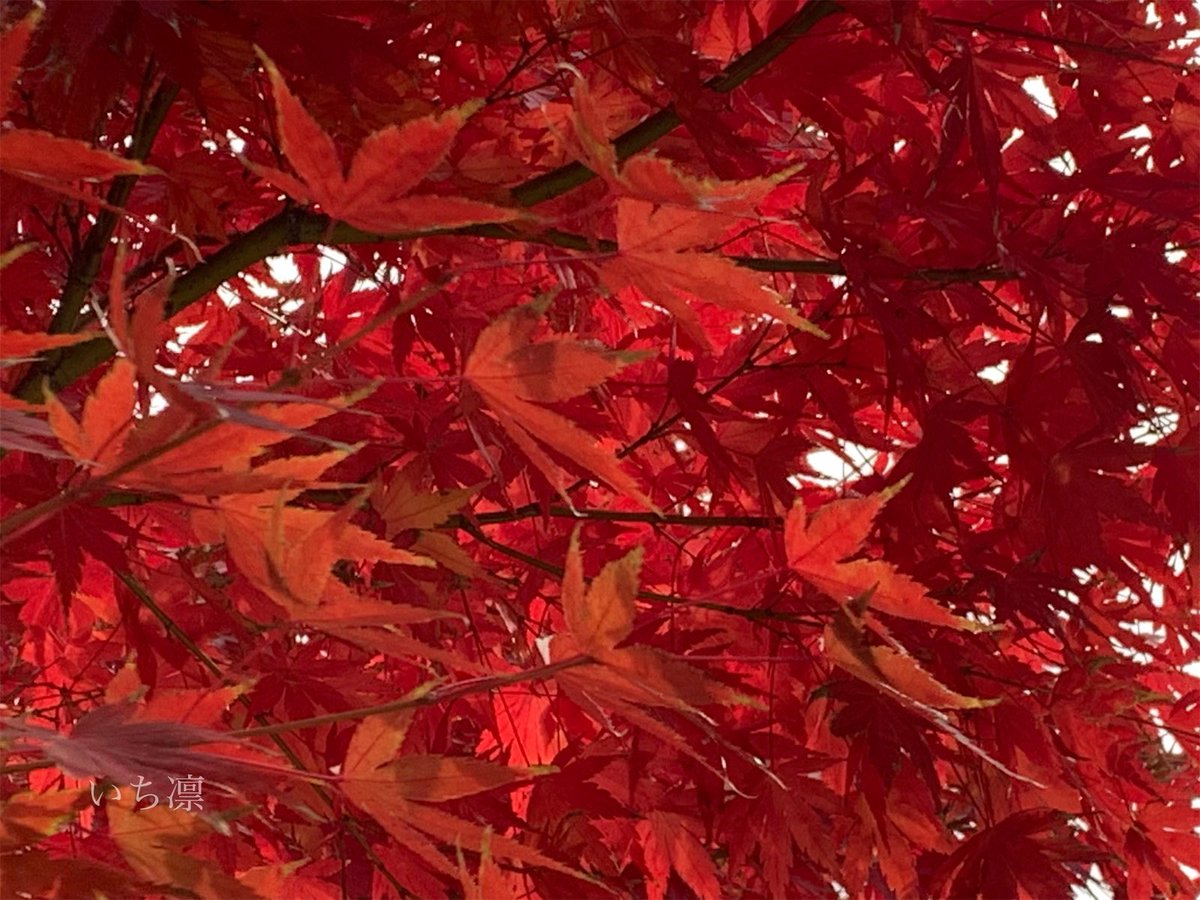 ichirin_'s tweet photo. 赤く

紅く

染まりました。

#紅葉 #12月 #師走 #冬 #色 #季節 #四季 #自然 #キリトリセカイ #キリトリ世界 #美しい #きれい #いち凛 https://t.co/T4y94WyrfD