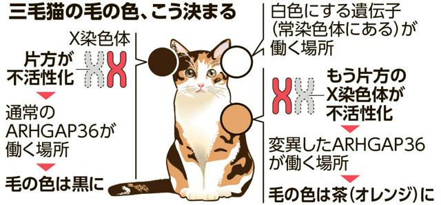 三毛猫仔猫（プロフ必読）ページ 三毛猫仔猫（プロフ必読）様専用ページ - メルカリ