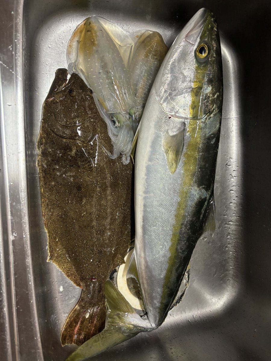 izu_ken's tweet photo. 今年の釣果メモリー
#釣り
#鳴門ジギング
#コノシロ呑ませ
#ティップラン
#瀬戸内 https://t.co/5I4IpHFBNA